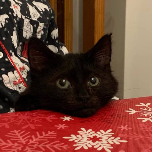 Meet your Posher, Chris - Picture 1 of 1